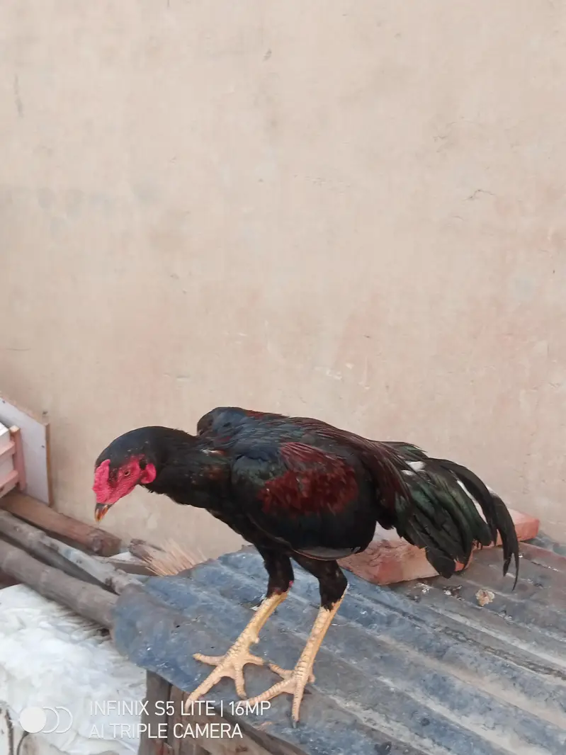 Aseel patha high quality for sale 0333'470_73-'96 — photo 5