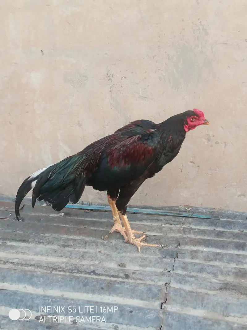 Aseel patha high quality for sale 0333'470_73-'96 — photo 6