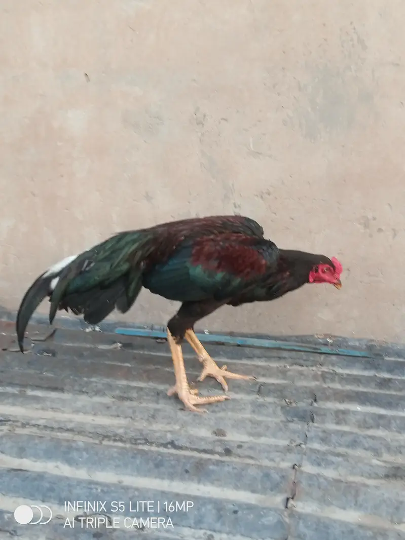 Aseel patha high quality for sale 0333'470_73-'96 — photo 7