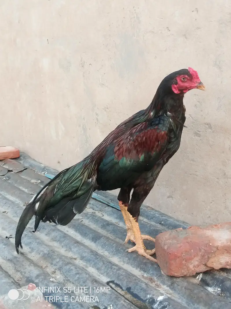 Aseel patha high quality for sale 0333'470_73-'96 — photo 8