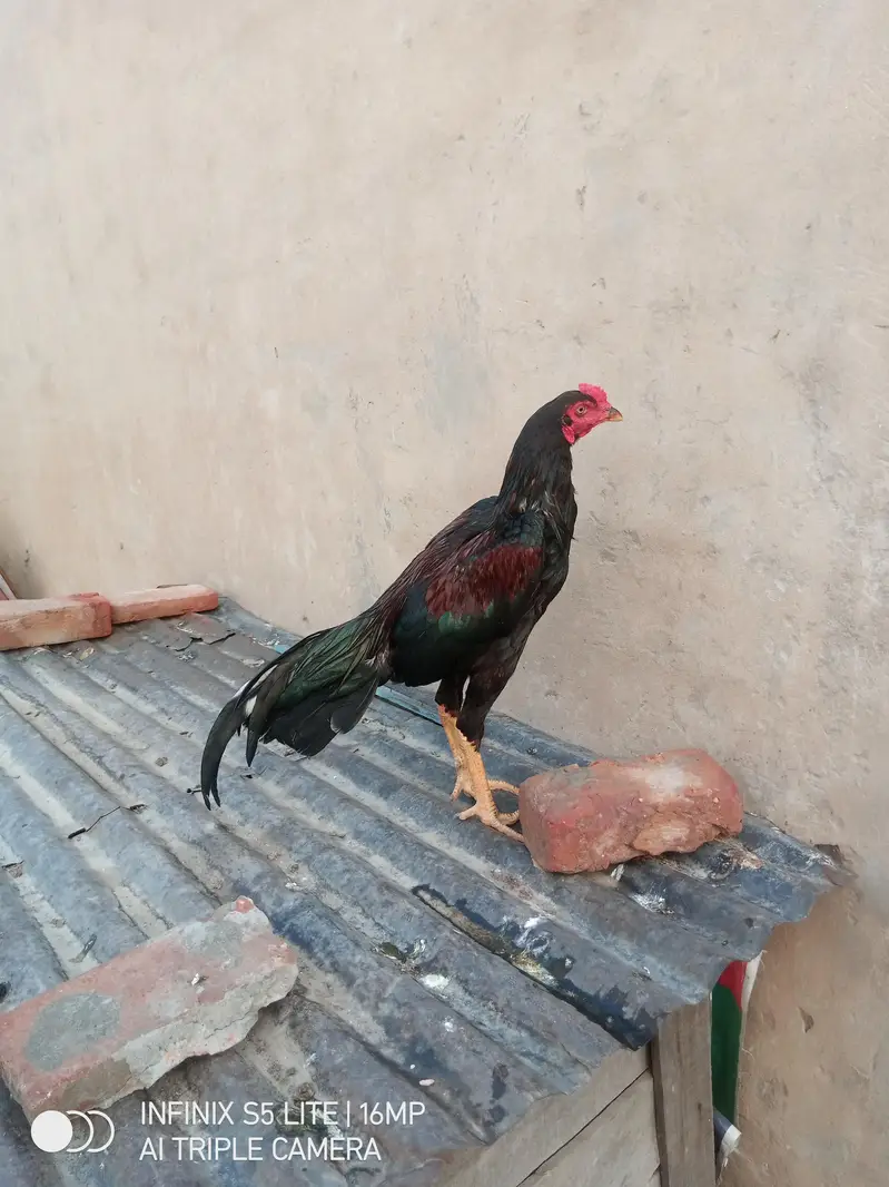 Aseel patha high quality for sale 0333'470_73-'96 — photo 9