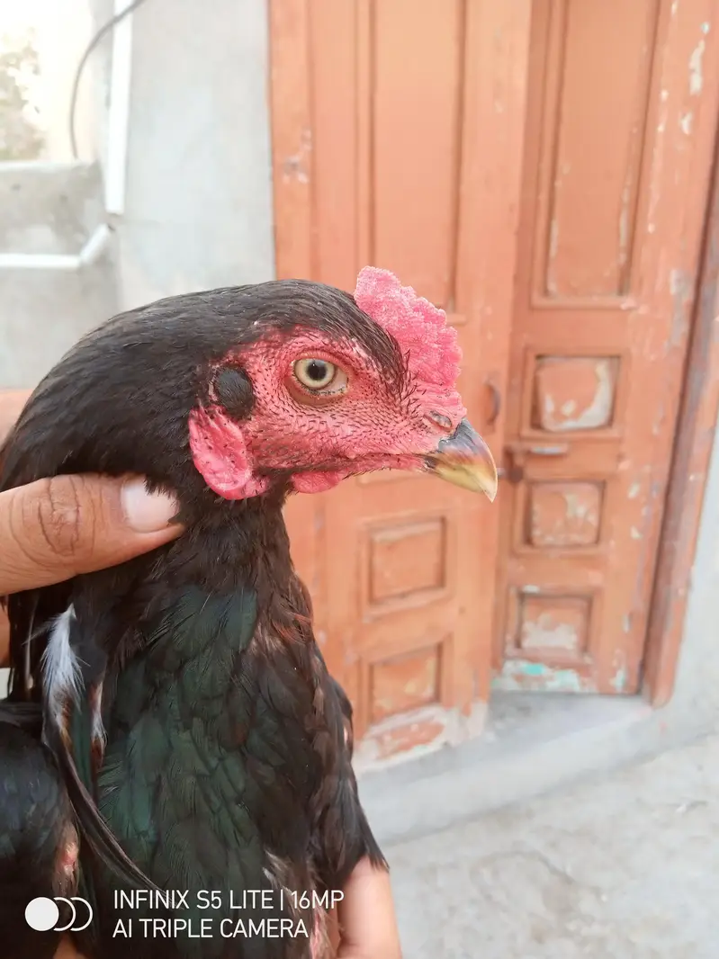 Aseel patha high quality for sale 0333'470_73-'96 — photo 11