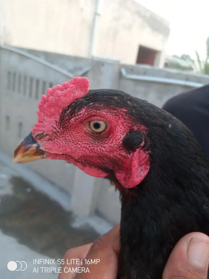 Aseel patha high quality for sale 0333'470_73-'96 — photo 12