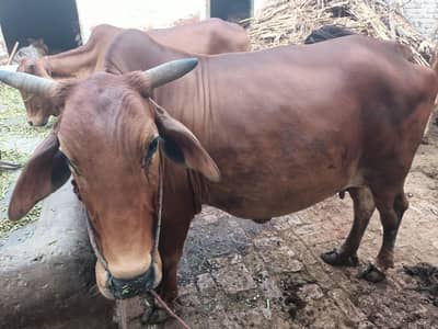 sahiwal nasal cow 9 month chal Raha Kuch din Sirf Baki Hy