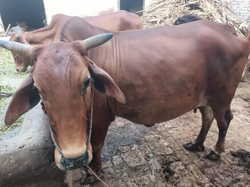 sahiwal nasal cow 9 month chal Raha Kuch din Sirf Baki Hy