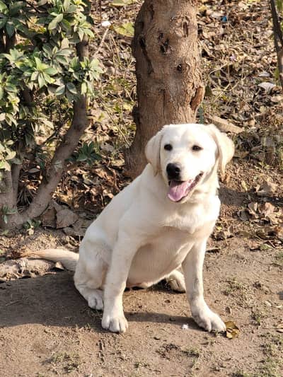 Labrador female 9 months vaccinated healthy