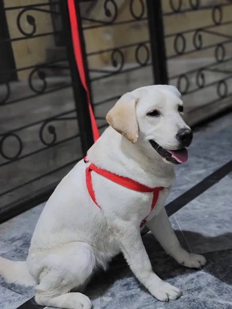 Labrador female 9 months vaccinated healthy — photo 3