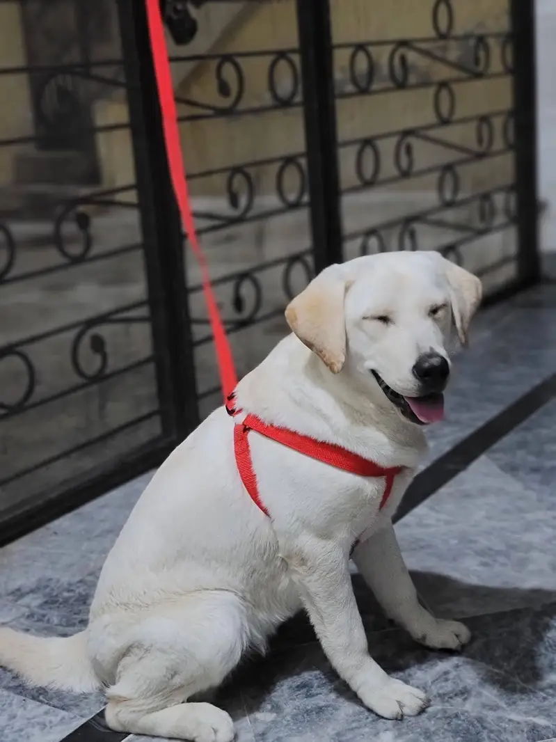 Labrador female 9 months vaccinated healthy — photo 4