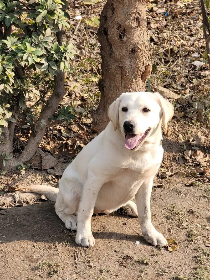 Labrador female 9 months vaccinated healthy — photo 5