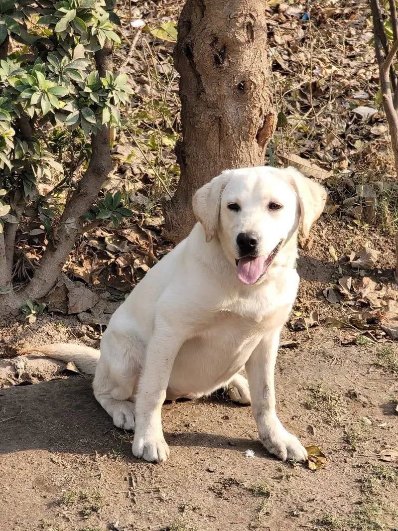 Labrador female 9 months vaccinated healthy — photo 6