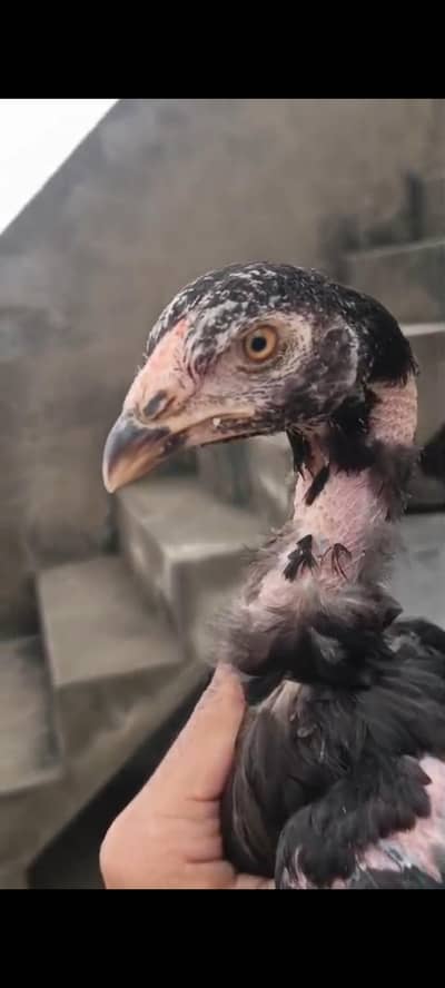 pure Miawali or kamalia wasliline Cross chicks for sell