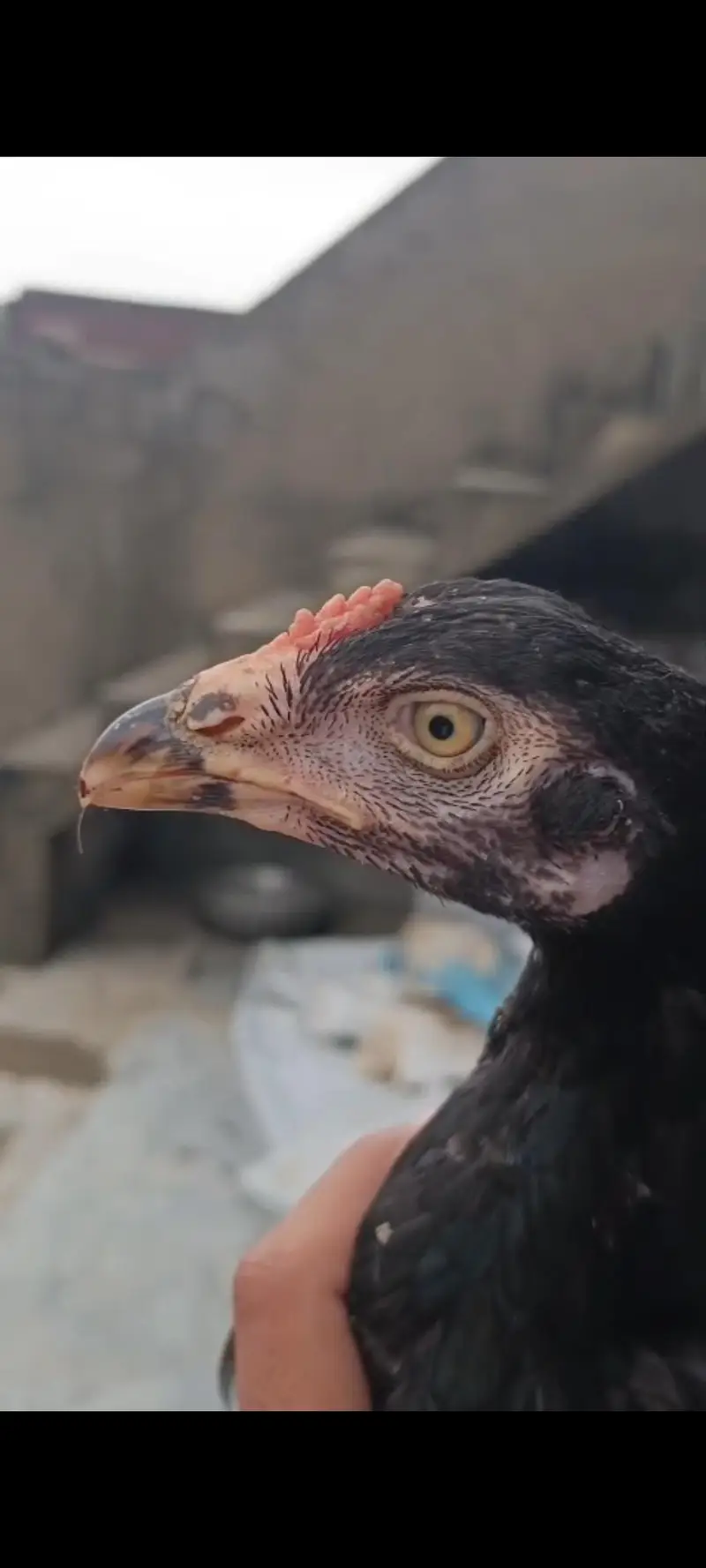 pure Miawali or kamalia wasliline Cross chicks for sell — photo 2