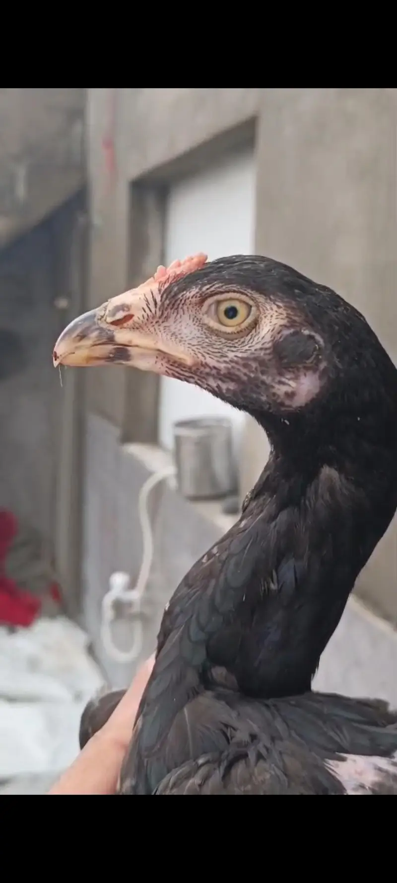pure Miawali or kamalia wasliline Cross chicks for sell — photo 3