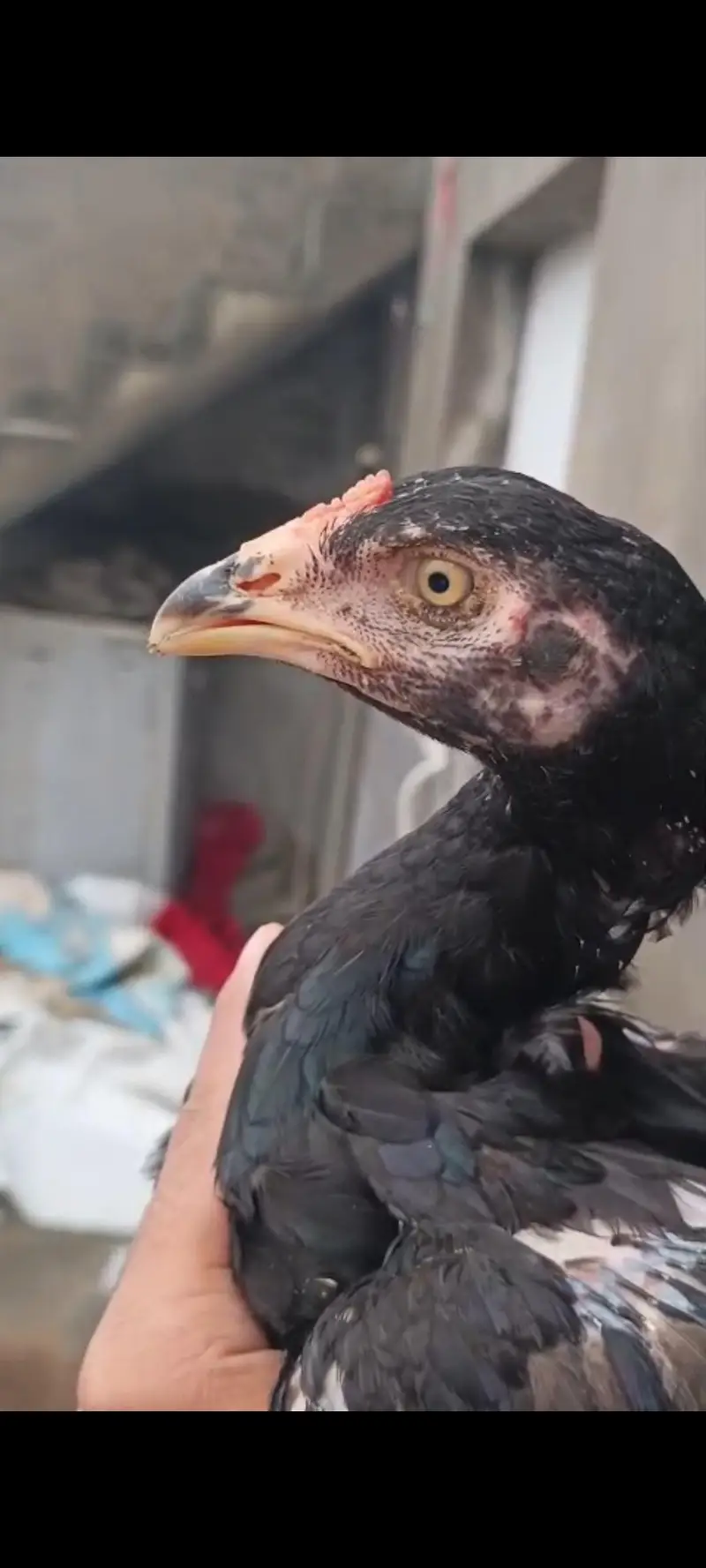 pure Miawali or kamalia wasliline Cross chicks for sell — photo 4