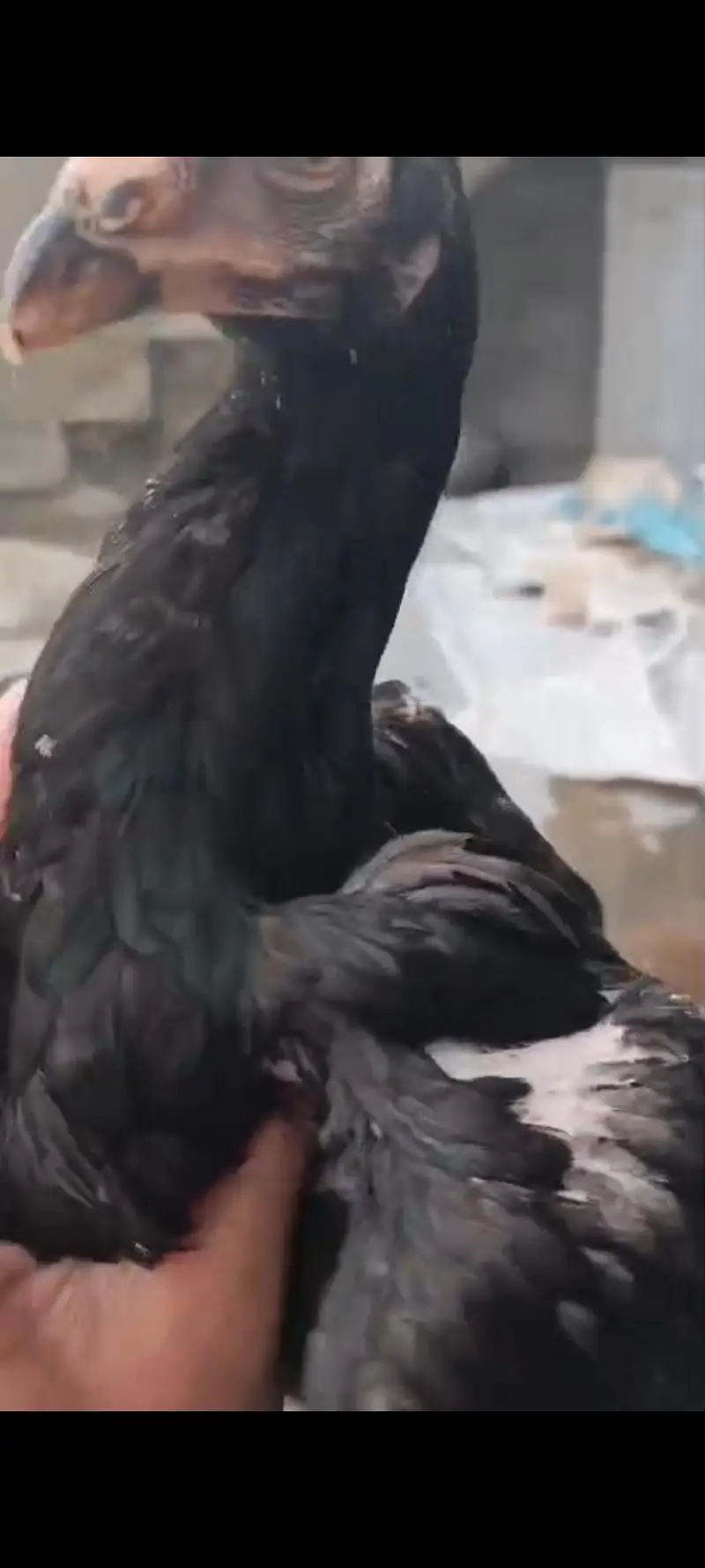pure Miawali or kamalia wasliline Cross chicks for sell — photo 5