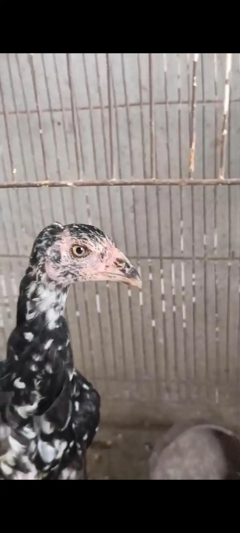pure Miawali or kamalia wasliline Cross chicks for sell — photo 6