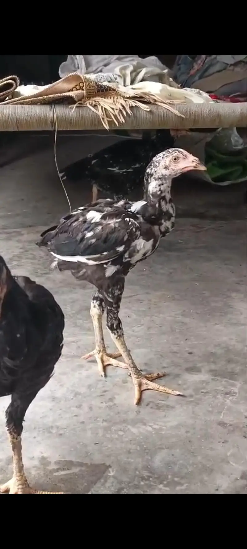 pure Miawali or kamalia wasliline Cross chicks for sell — photo 7