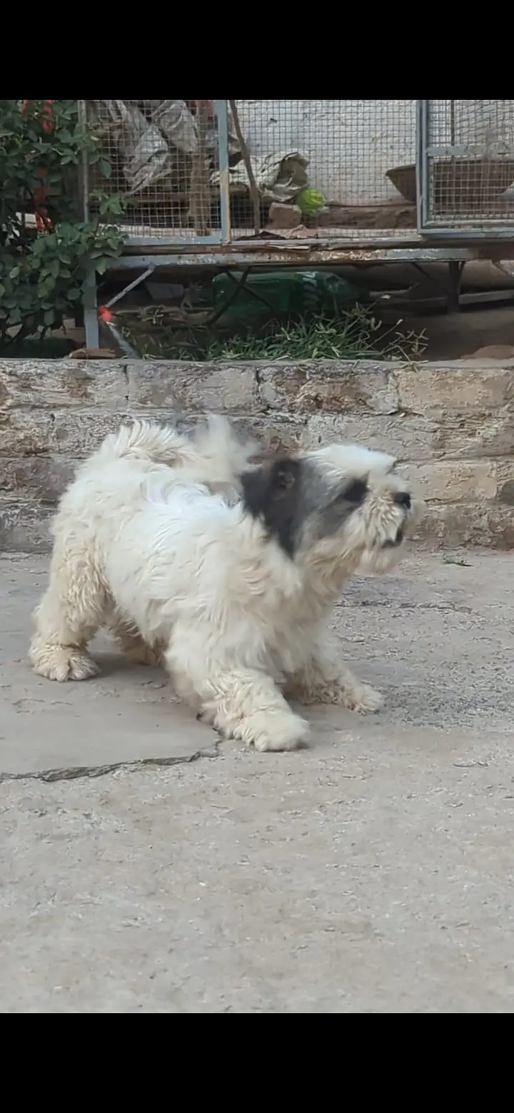 Shitzu female — photo 2