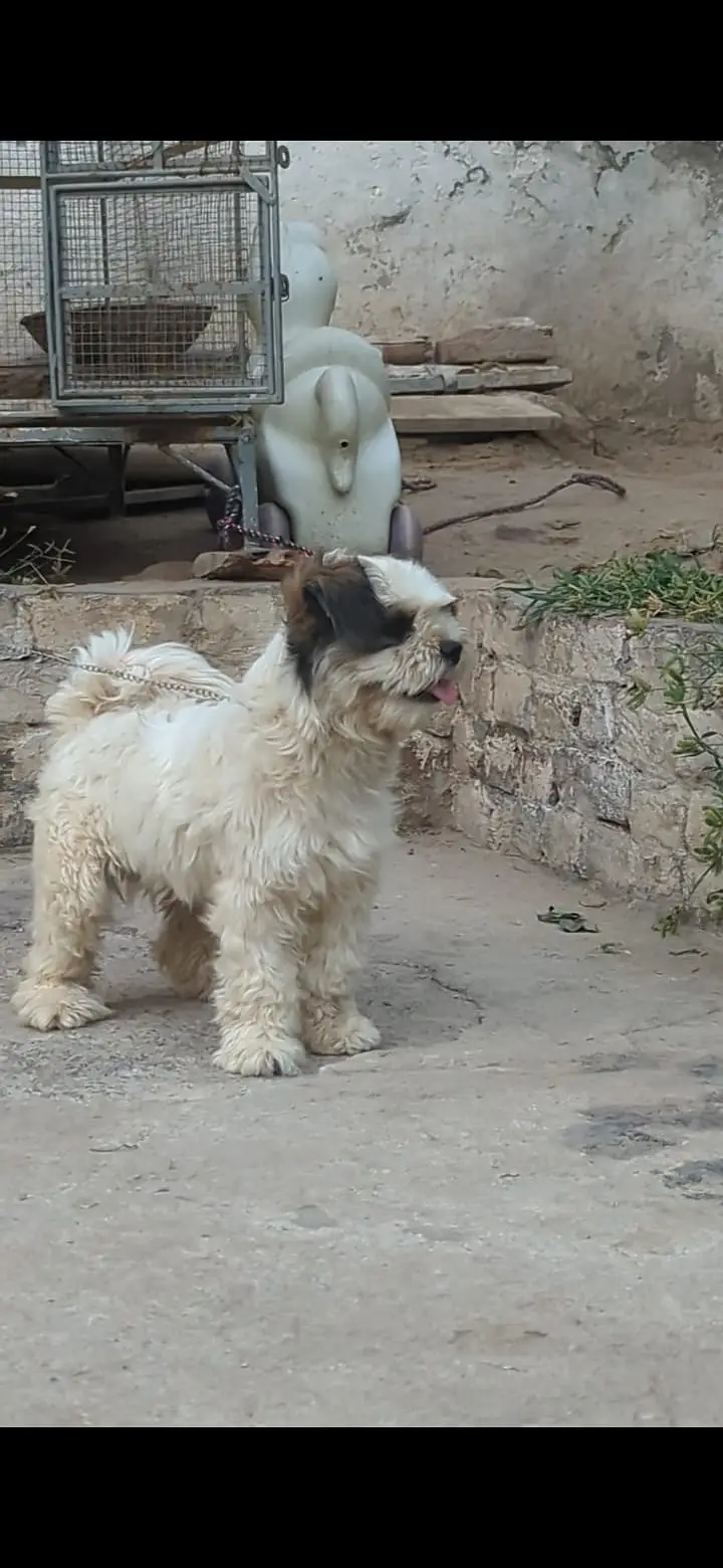 Shitzu female — photo 3