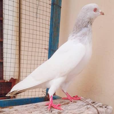 breader pamoz golden plus indian
