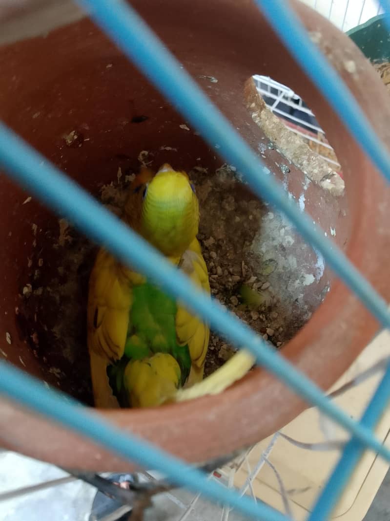 PARROTS 1