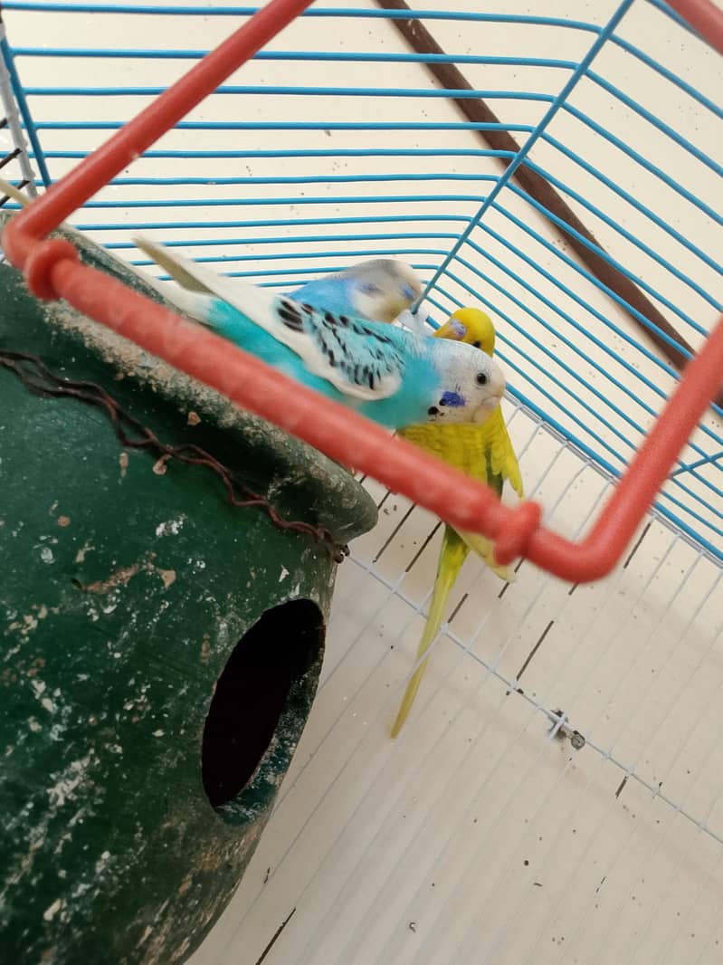PARROTS 2