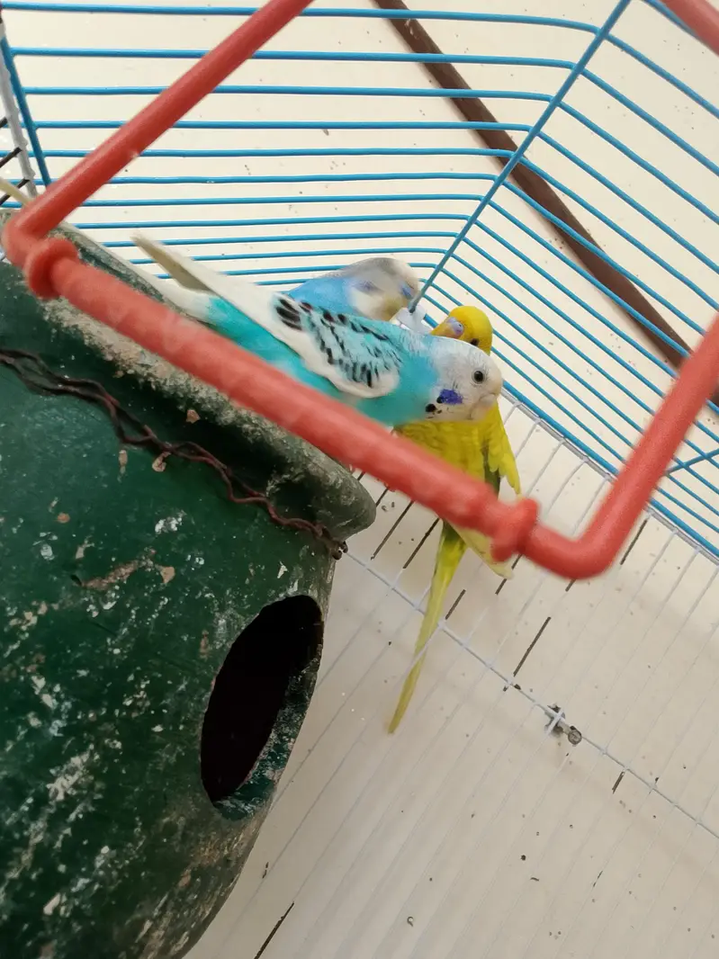 PARROTS — photo 3
