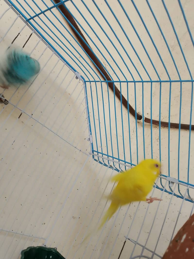 PARROTS 3