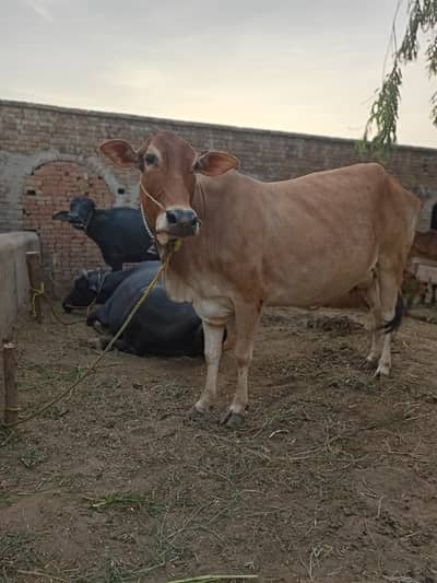Cow sahiwal jersey gaye full tiyar pregnant