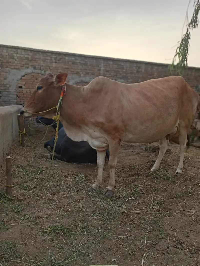 Cow sahiwal jersey gaye full tiyar pregnant — photo 2