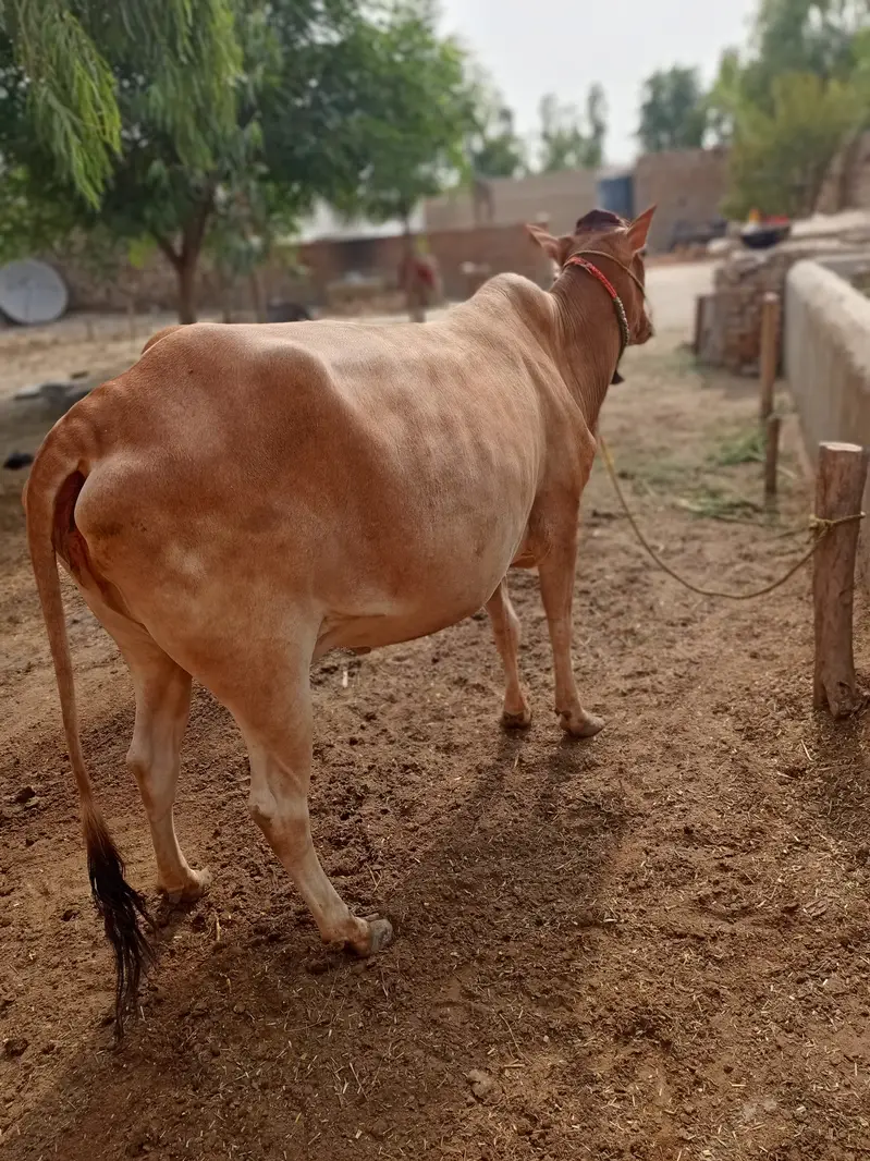 Cow sahiwal jersey gaye full tiyar pregnant — photo 3