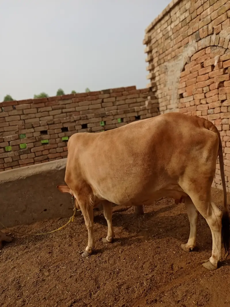 Cow sahiwal jersey gaye full tiyar pregnant — photo 4
