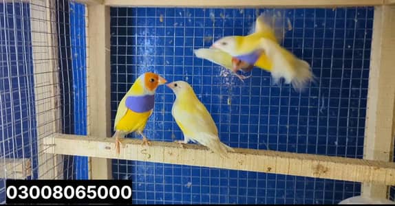 Gouldian Finch