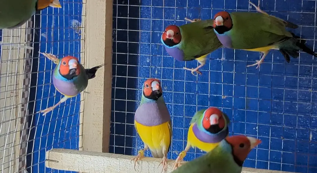 Gouldian Finch — photo 2
