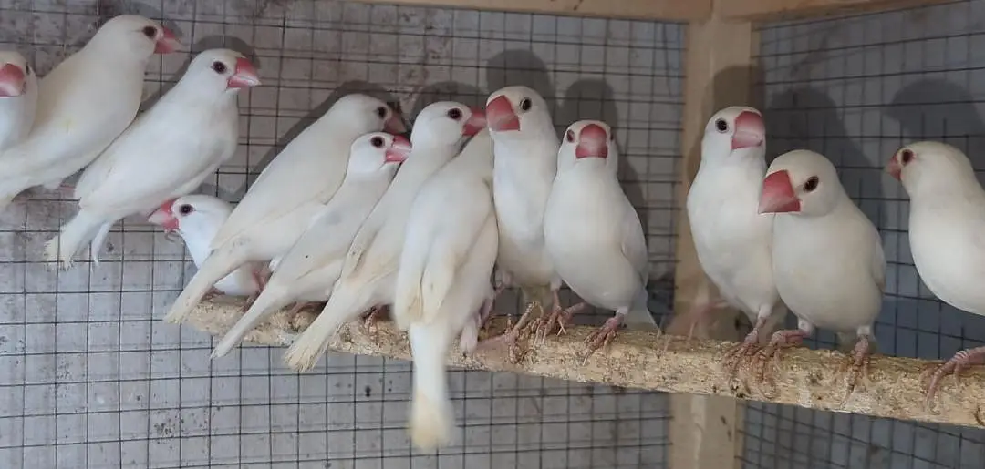 Gouldian Finch — photo 3