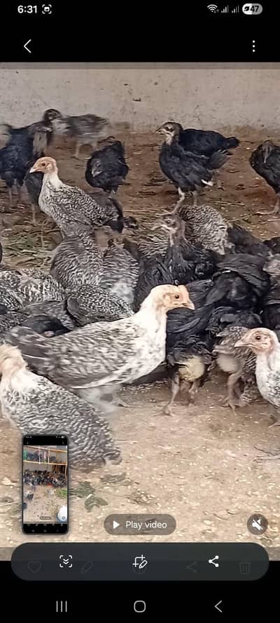 Egyptian Fayoumi & Australorp Chicks