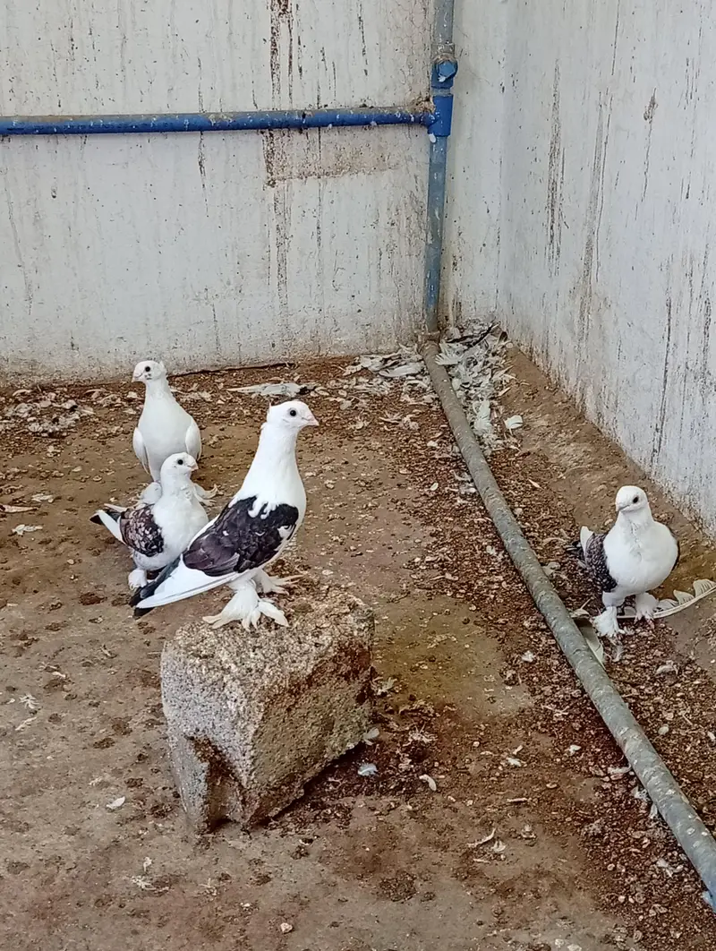 sentinet pegion/lakey kabotar — photo 3