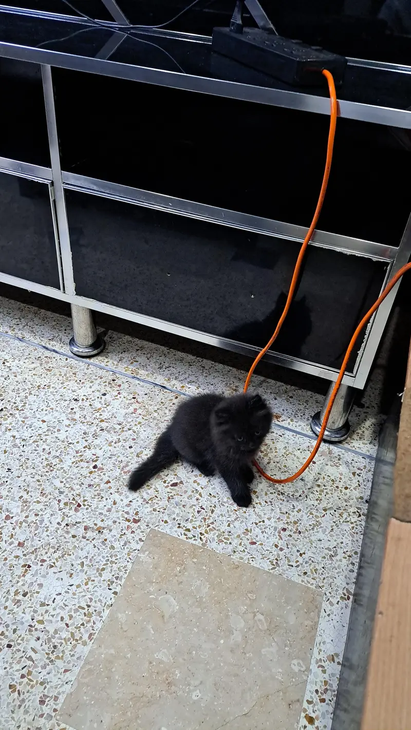 Persian Female/Male kittens — photo 2
