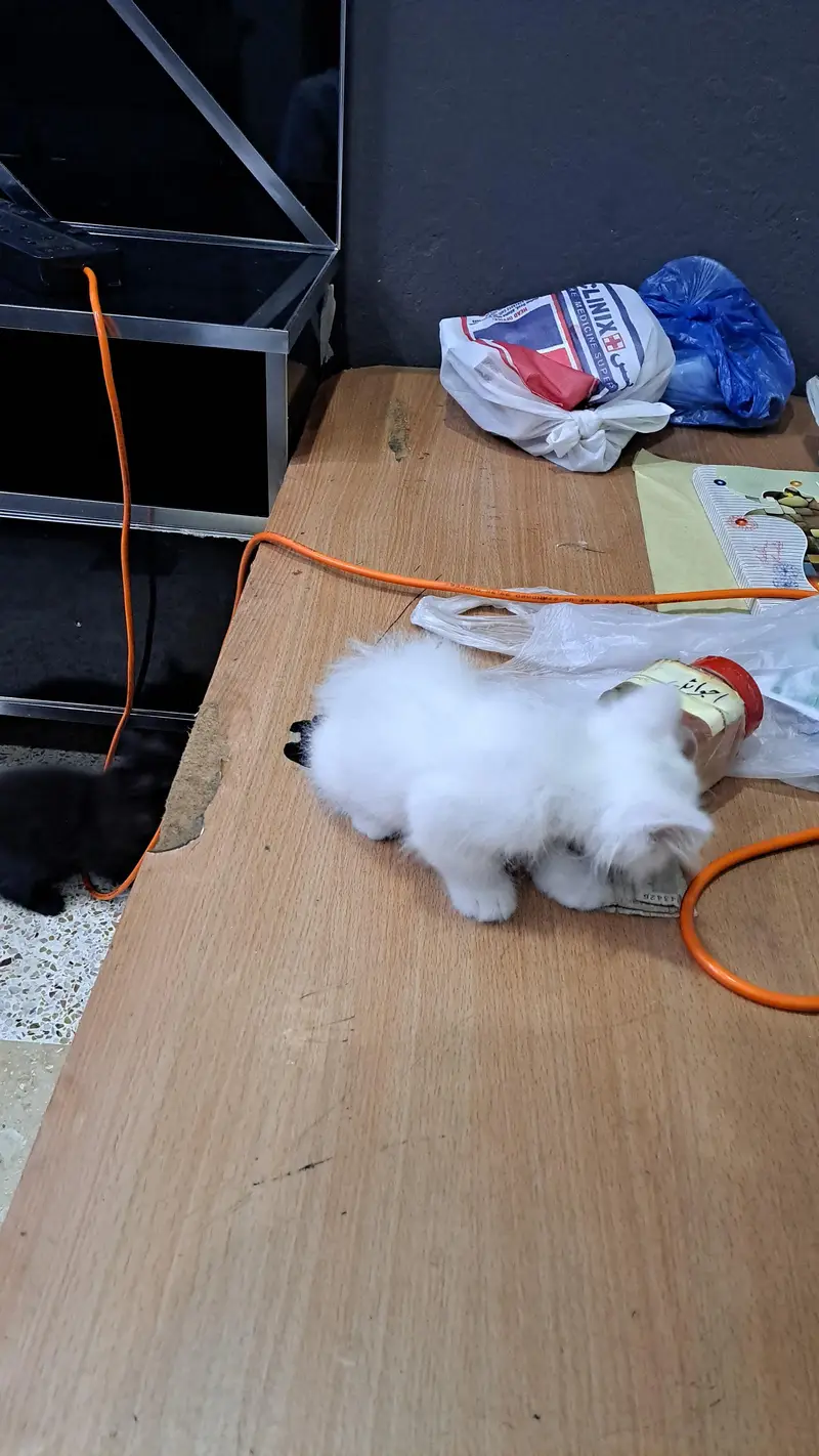 Persian Female/Male kittens — photo 3
