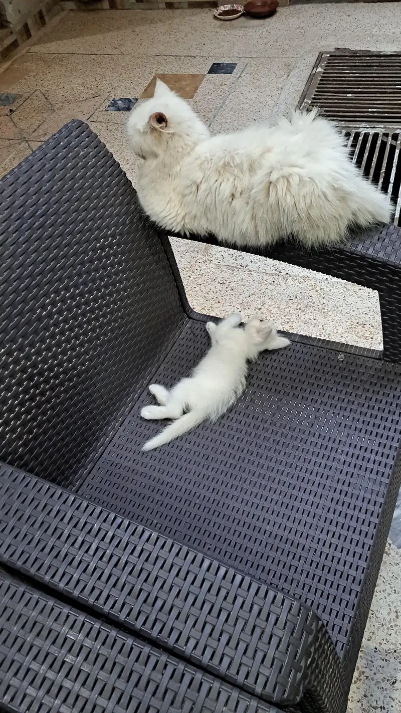 Persian Female/Male kittens — photo 4