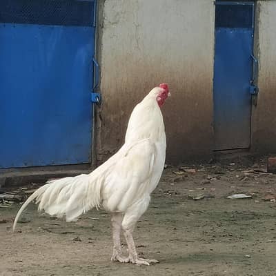Heera