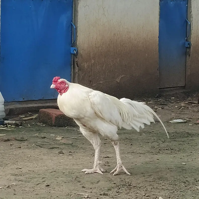 Heera — photo 2