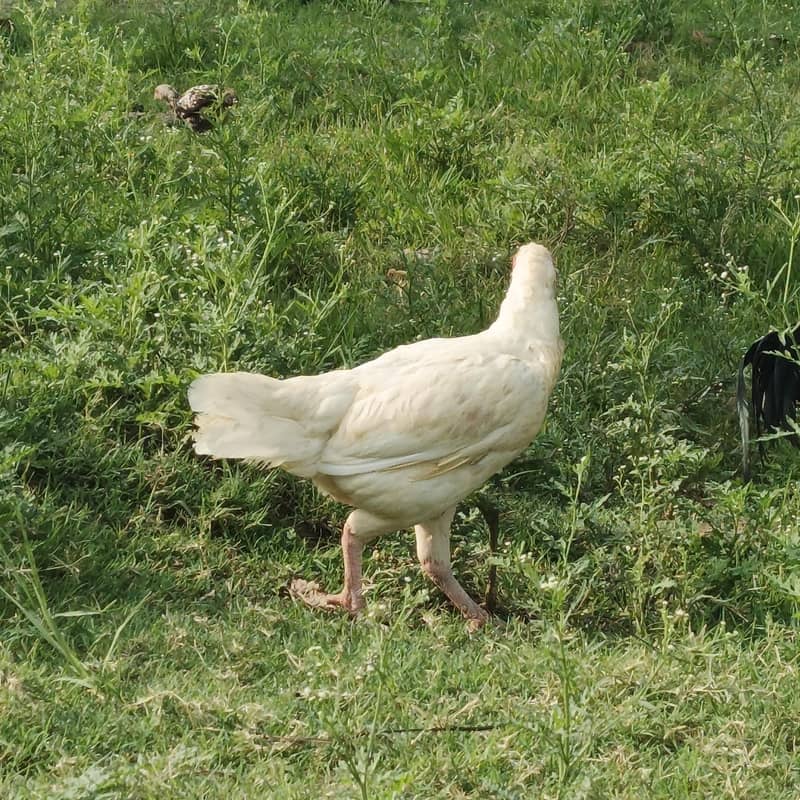 Heera 2