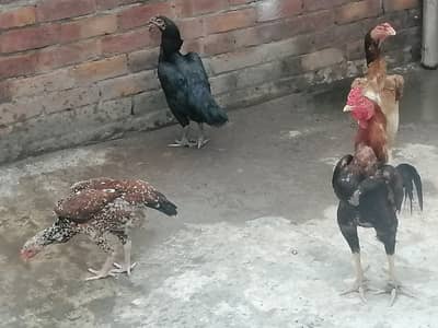 Turkish hint patha, thai madi, shamo madi, hint+shamo madi for sale