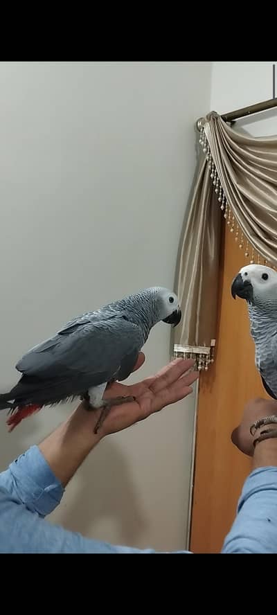 African grey parrot