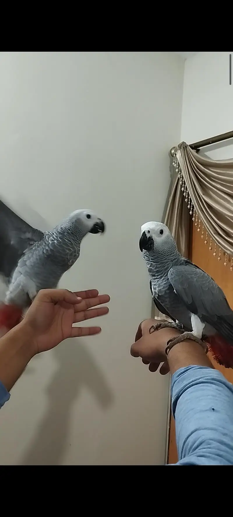 African grey parrot — photo 2