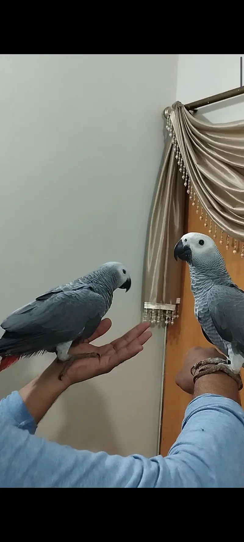 African grey parrot — photo 3