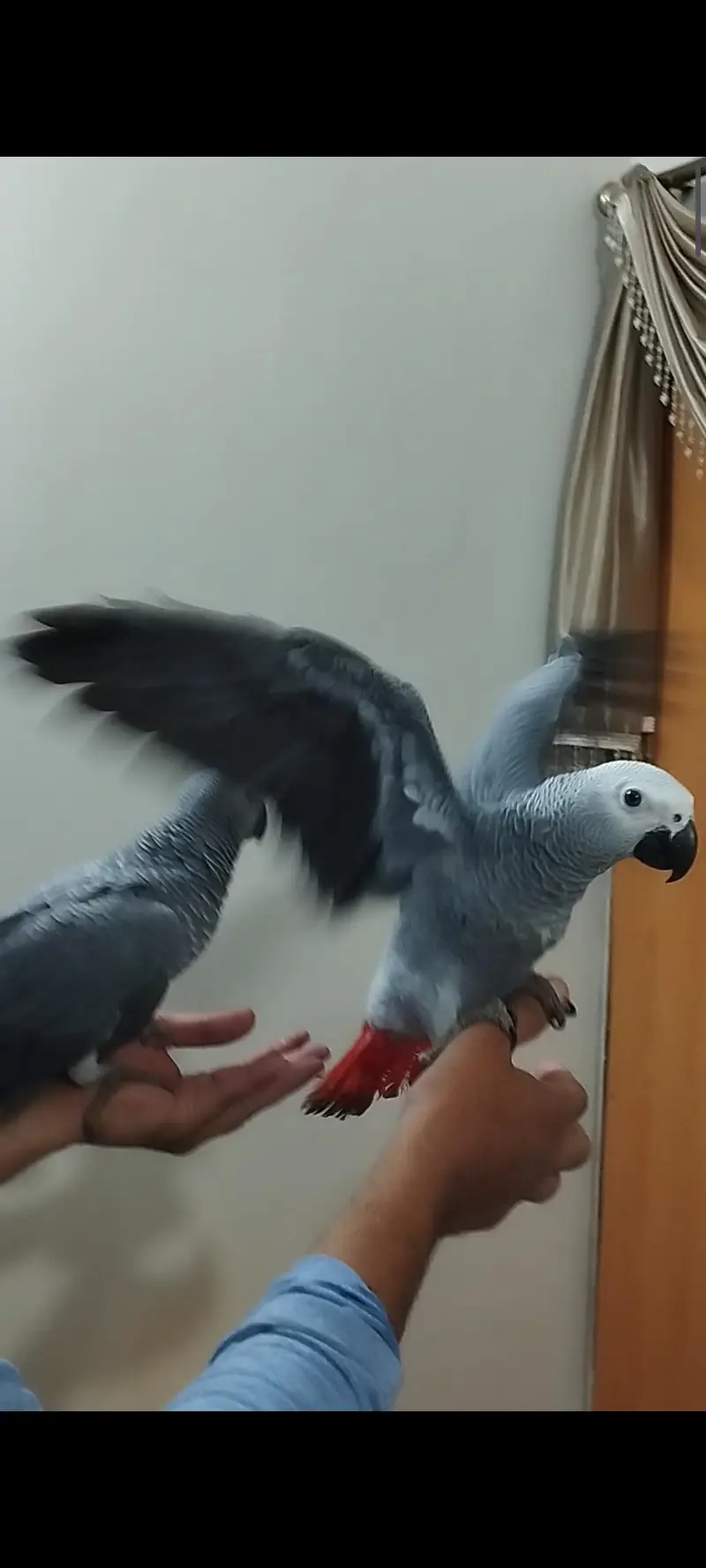 African grey parrot — photo 4
