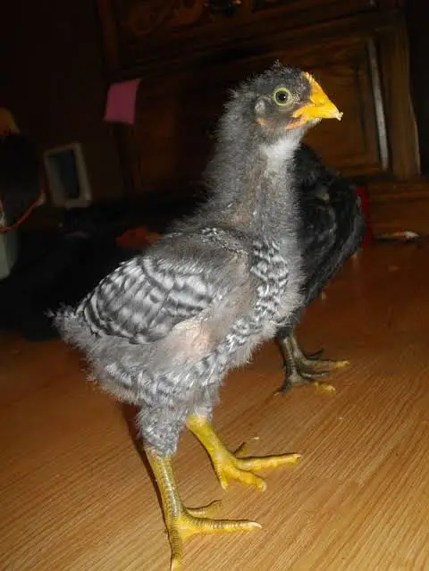 Chicks and Fertile Eggs RIR PLYMOUTH — photo 2