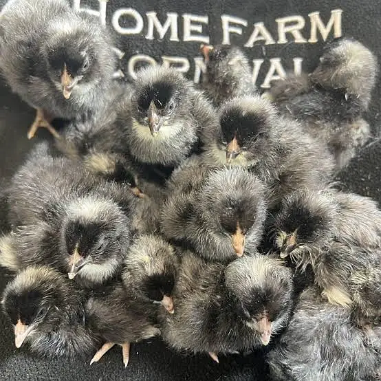 Chicks and Fertile Eggs RIR PLYMOUTH — photo 4